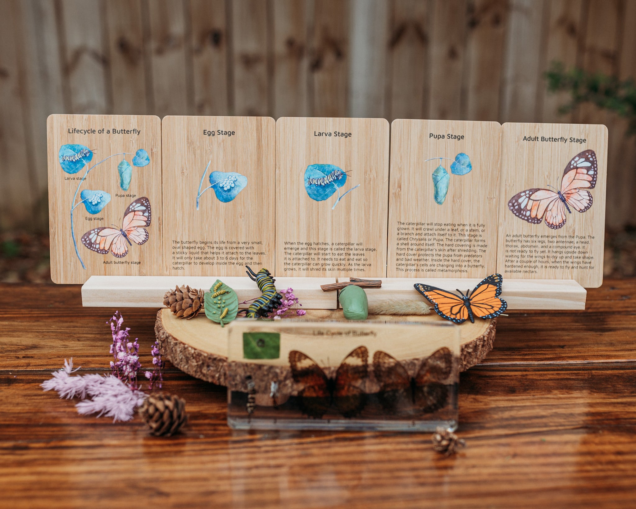 Bamboo Flash Card Butterfly Lifecycle (Free Shipping)