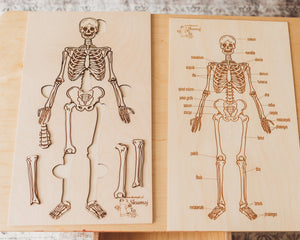 Anatomy of Skeletal System and Puzzle