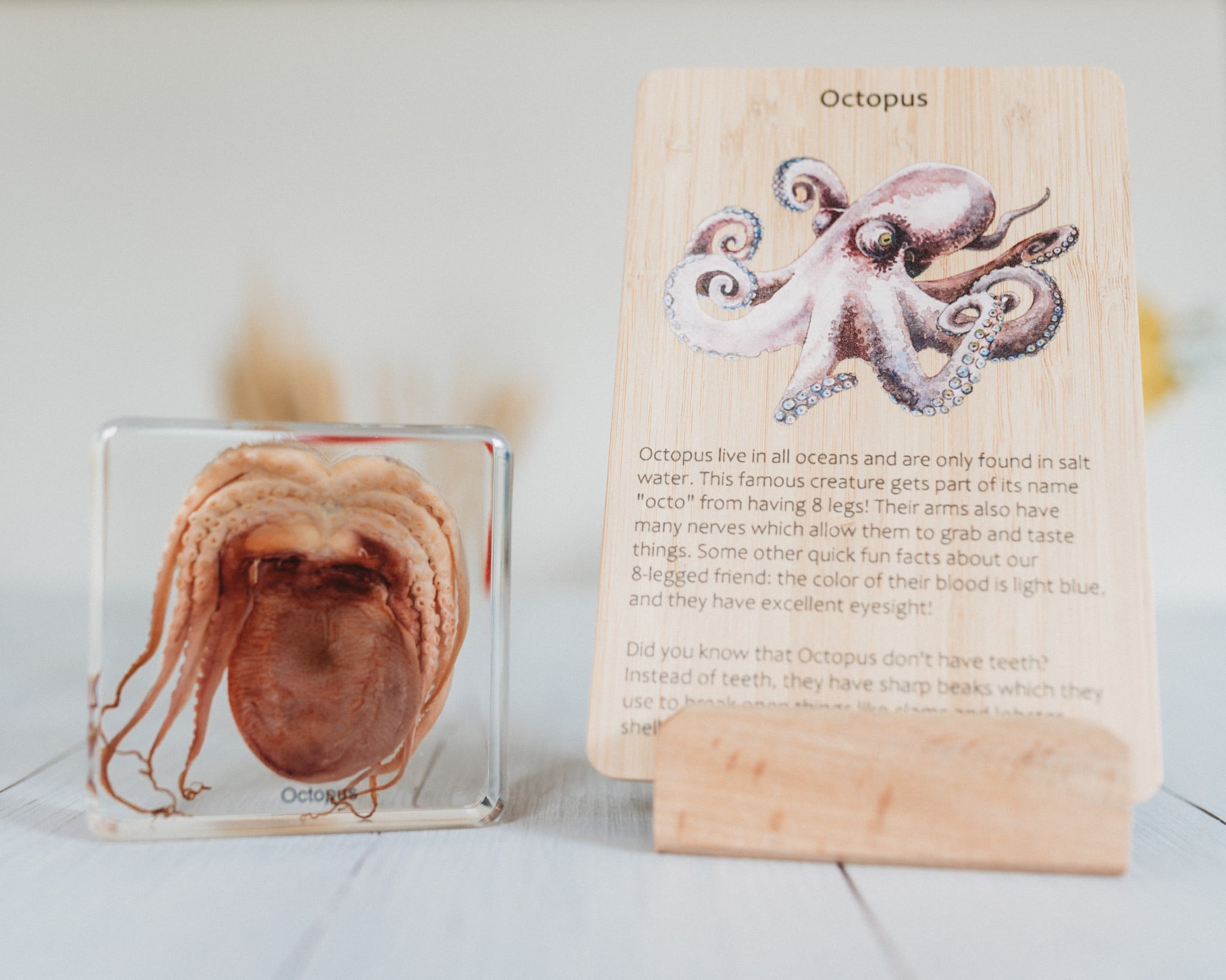 Octopus Specimen (Free Shipping)