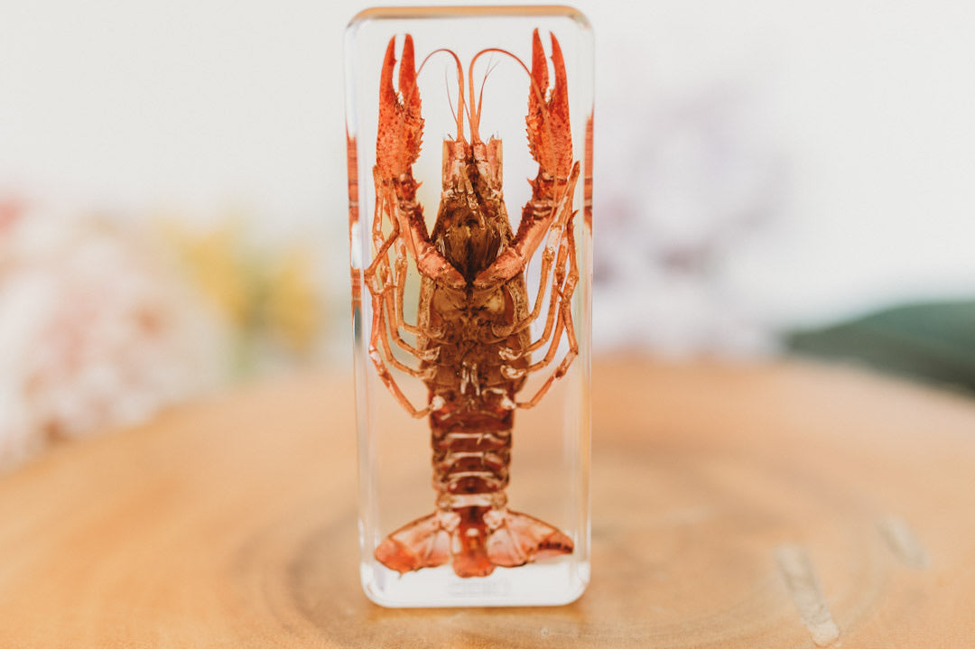 Lobster Specimen (Free Shipping) with printable anatomy