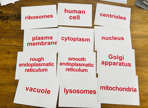 Right Brain Flashcards