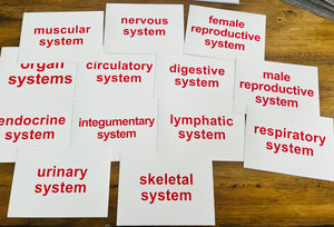 Right Brain Flashcards