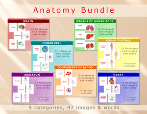 Right Brain Flashcards Human Anatomy Bundle  (downloadable file only)