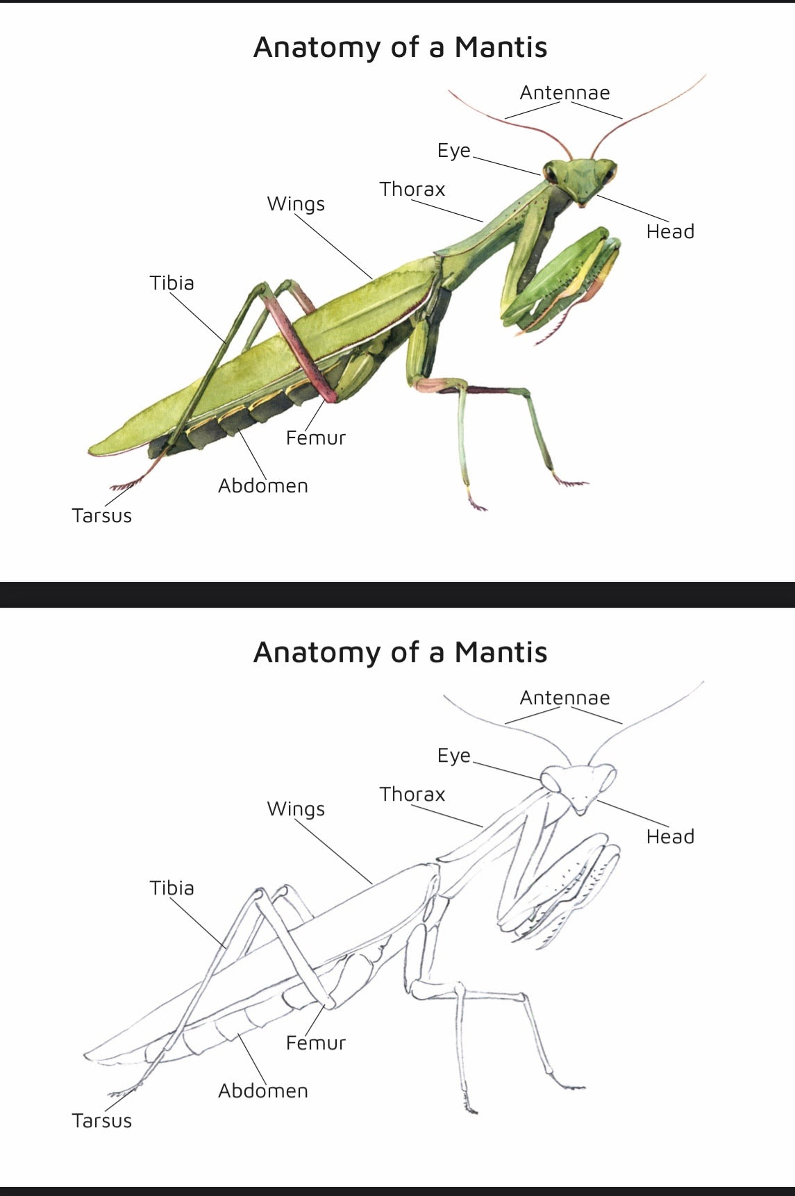 Cicada, Mantis, Spider, and Snail Anatomy (PDF only)