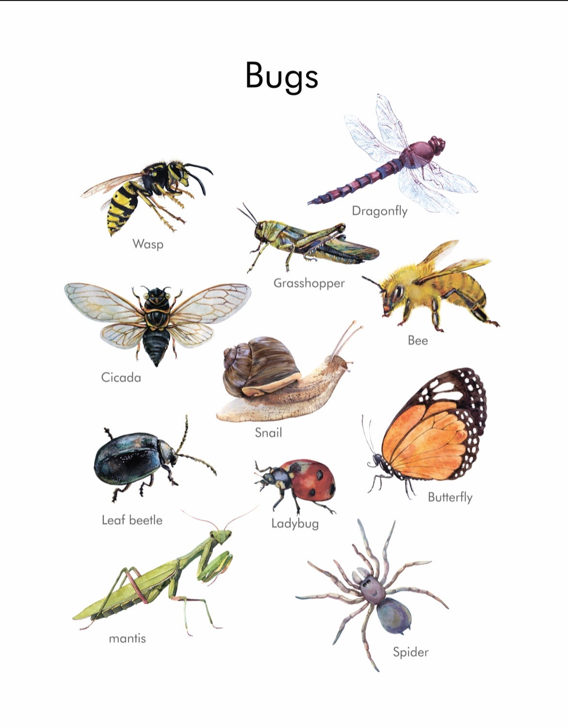 Bugs Poster (PDF file only)