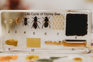 Bee Lifecycle Specimen (Free Shipping)