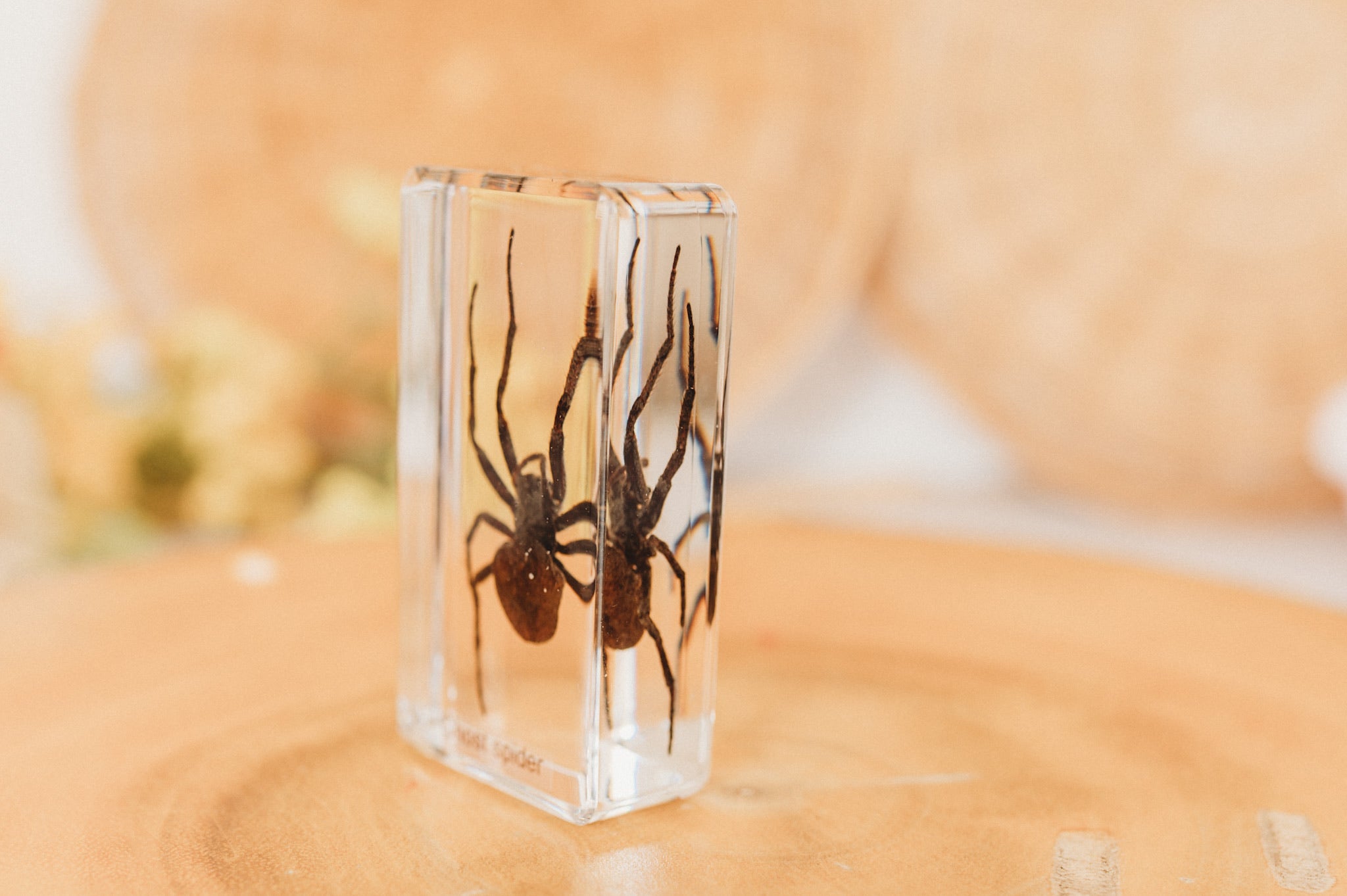 Ghost Spider Specimen (Free Shipping)