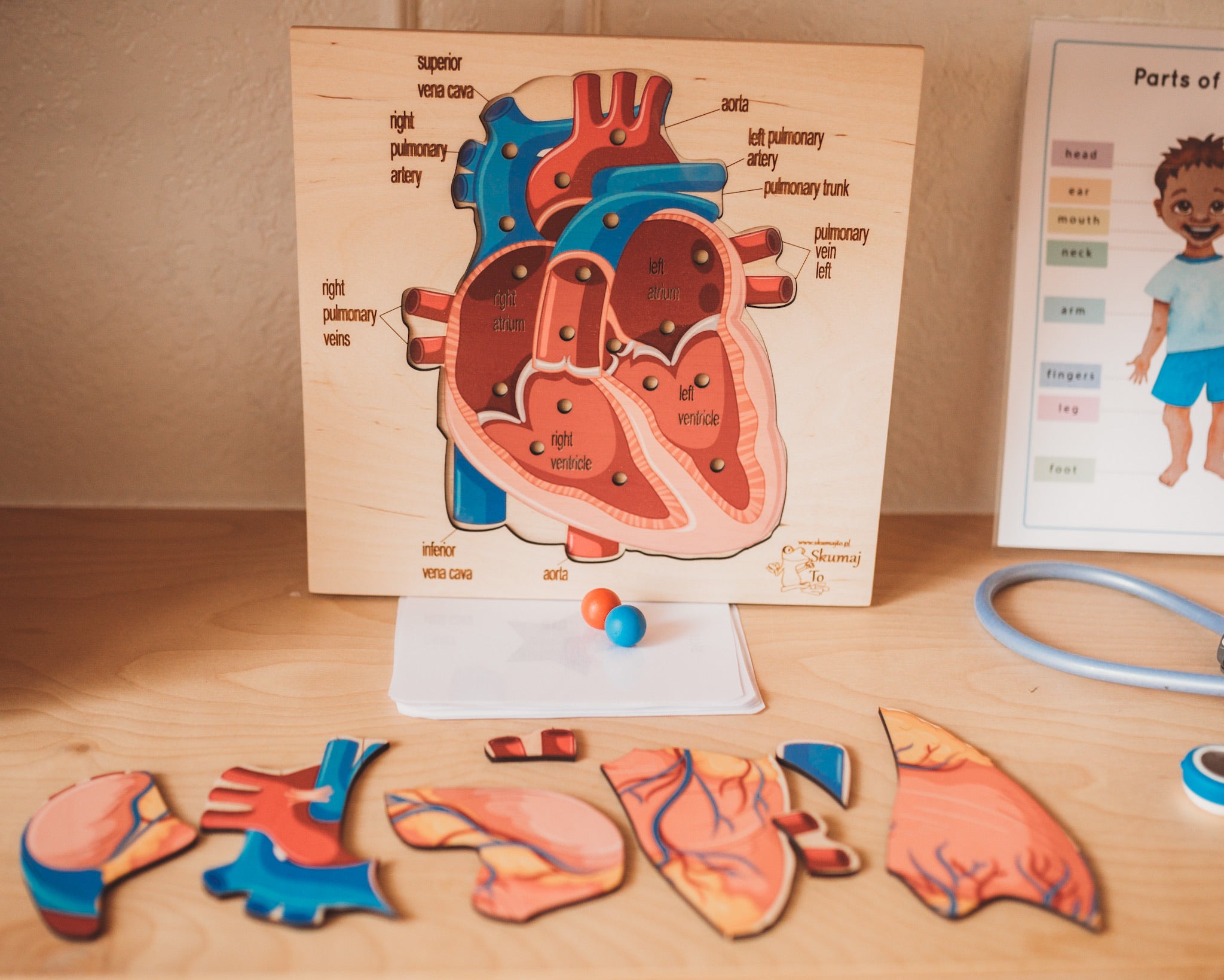 Heart Anatomy and Puzzle
