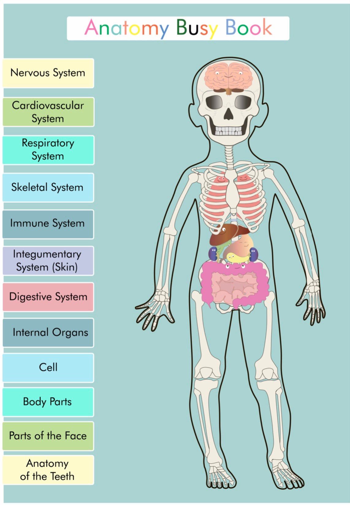 Human Anatomy Bundle