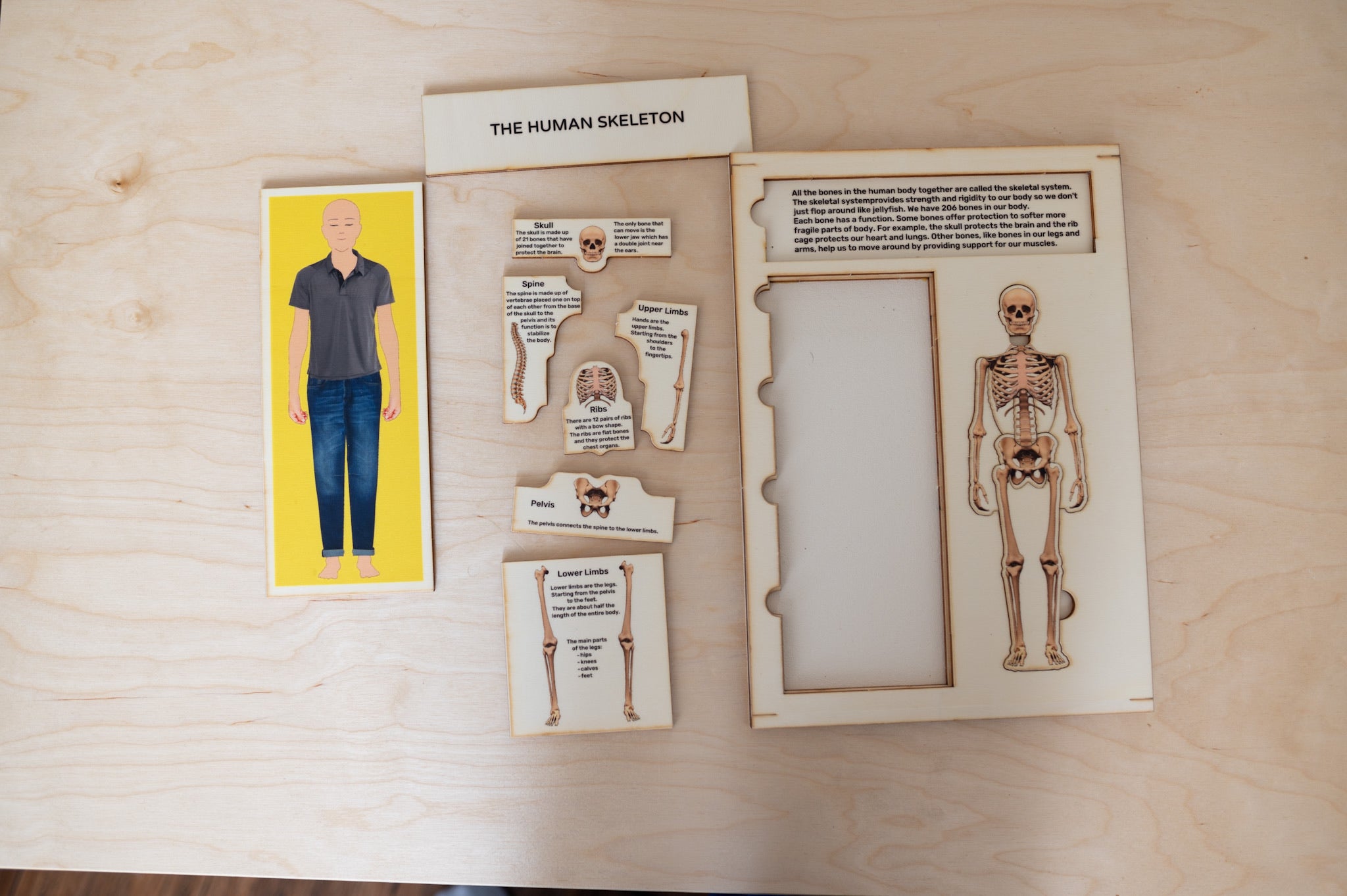 Skeletal System Puzzle with Descriptions