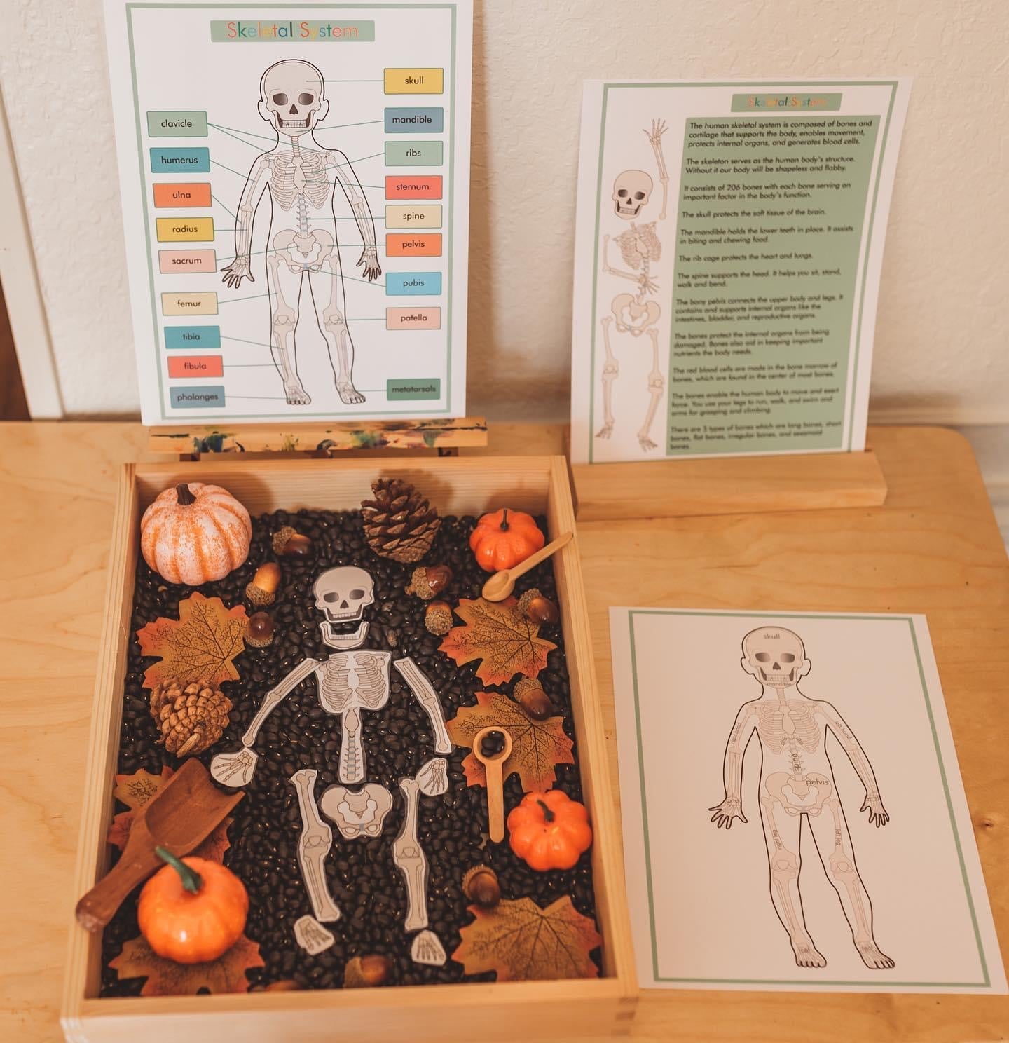 Human Anatomy Bundle