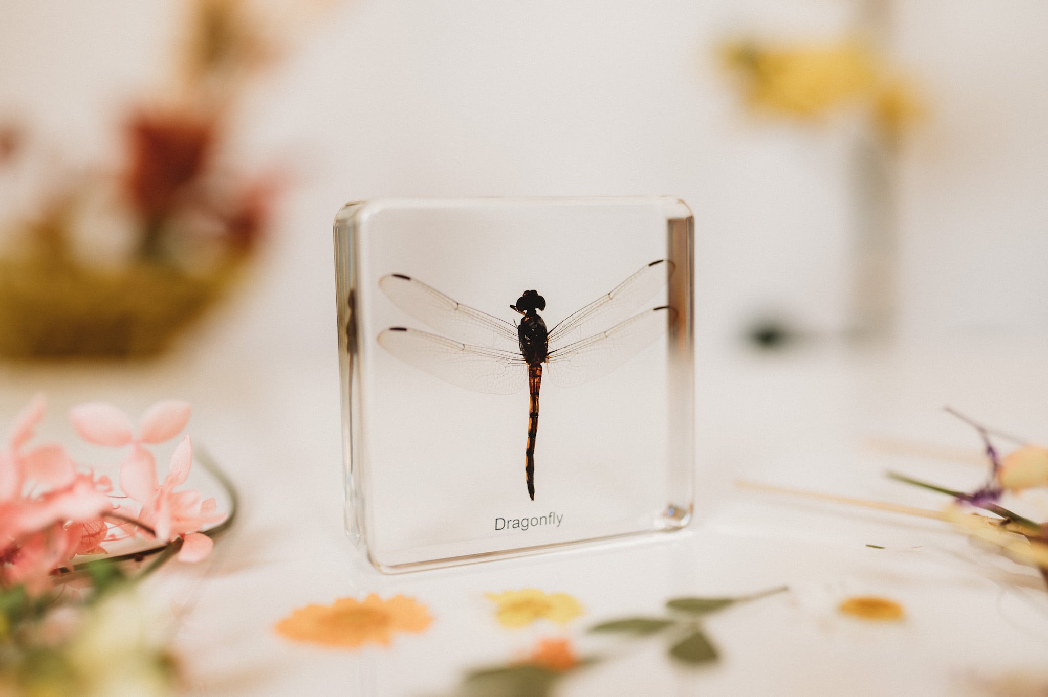 Dragonfly Specimen (Free Shipping)