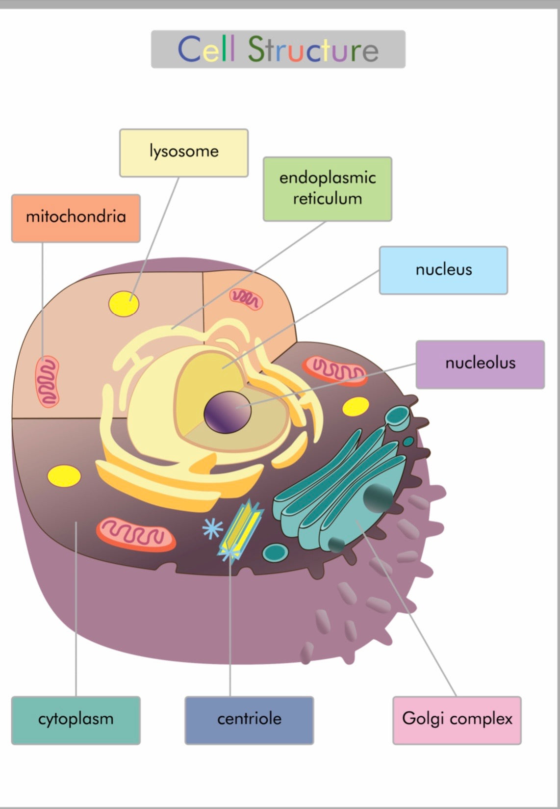 Cell Structure  (PDF File only)