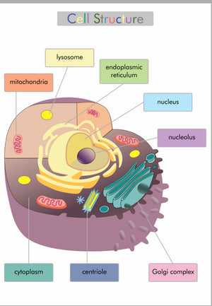 Cell Structure  (PDF File only)