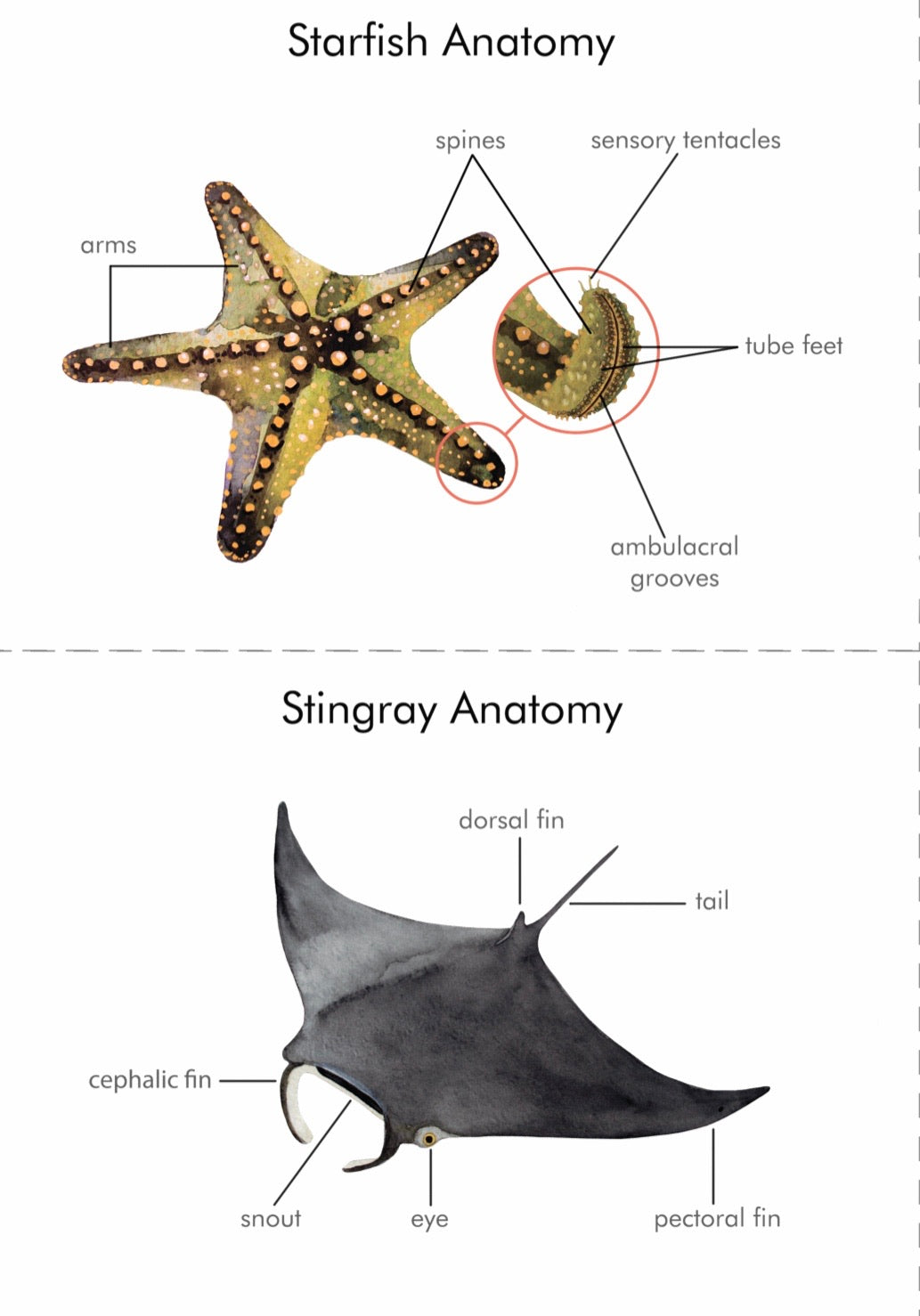 12 Ocean animals Anatomy (PDF File only)