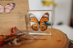 Butterfly Specimen (Free Shipping)