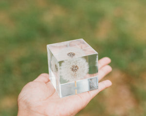 Dandelion Cube (Free Shipping)