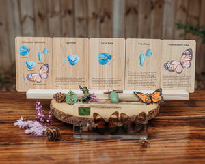 Bamboo Flash Card Butterfly Lifecycle (Free Shipping)