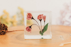 Cherry Blossom Cube (Free Shipping)