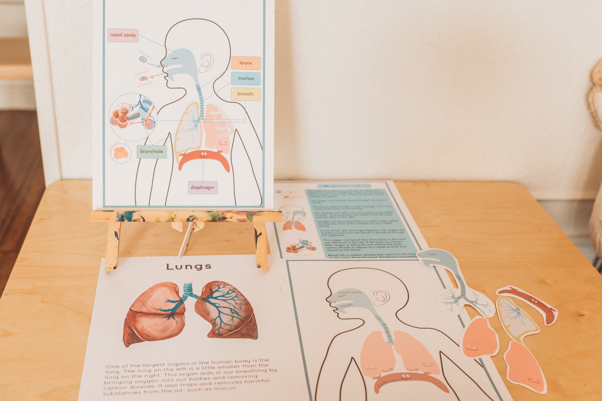 Respiratory System  (PDF File only)