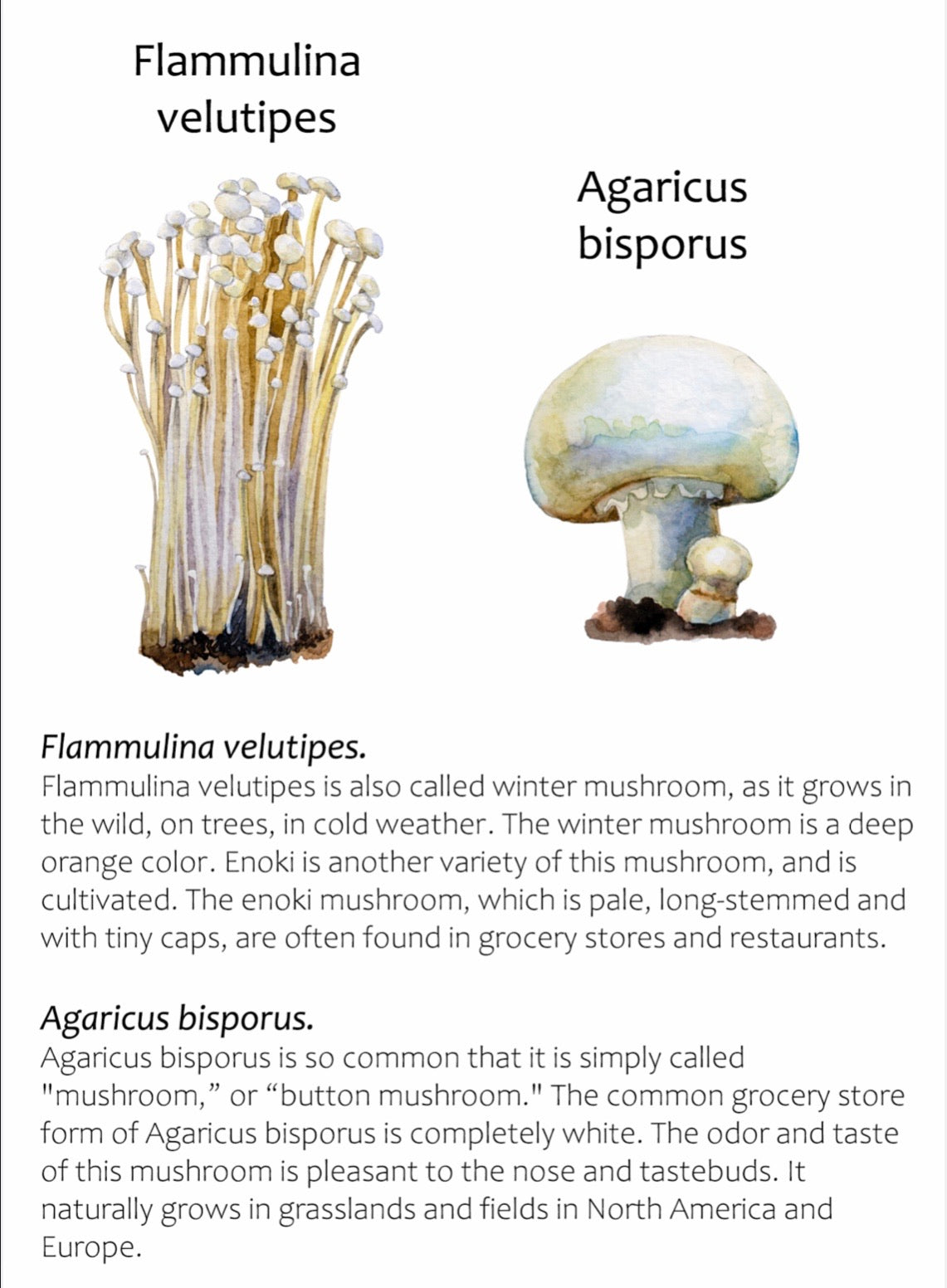 Mushroom Downloadable Set ( 6 images plus anatomy pdf download only)