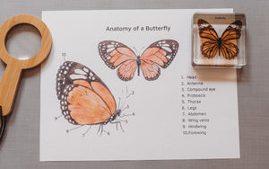 Butterfly Anatomy (PDF only)