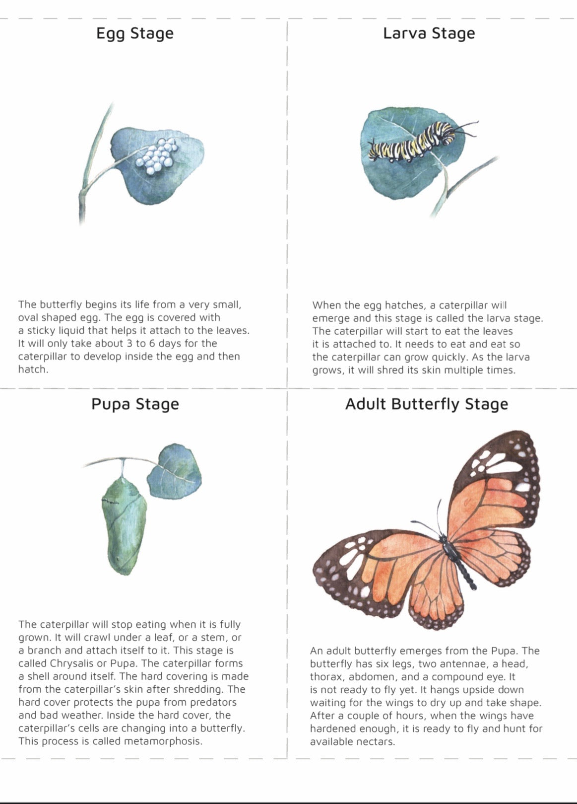 Butterfly Lifecycle (pdf download only)