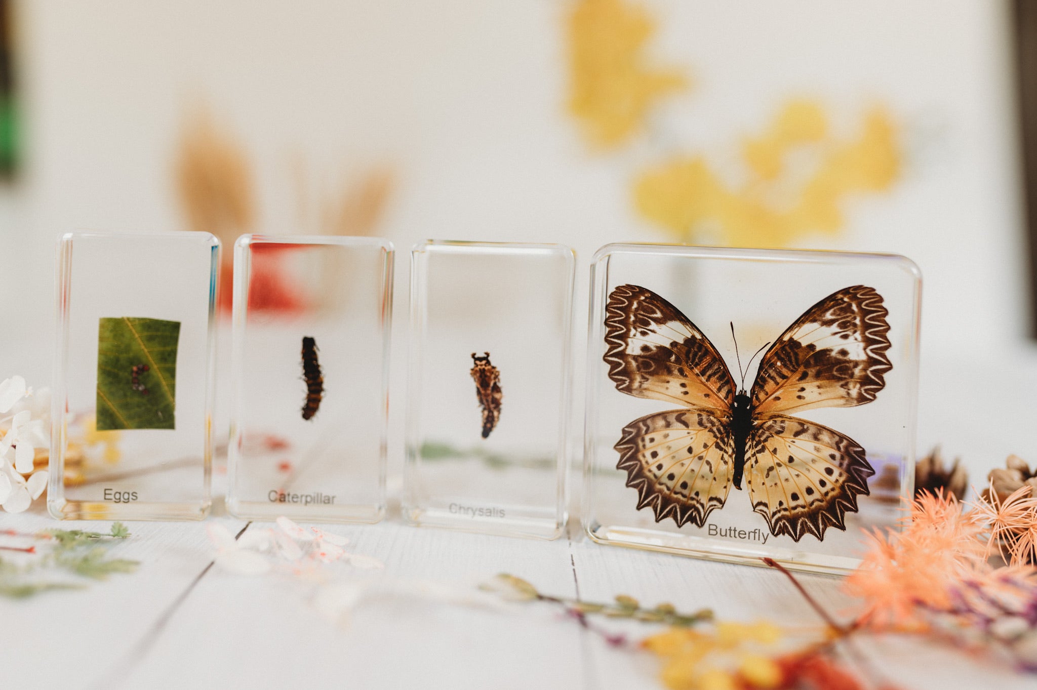 4 pieces Butterfly Lifecycle Specimen (Free Shipping)