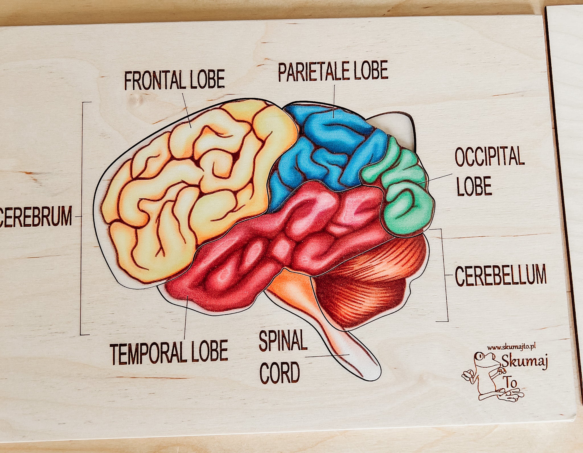 neural anatomy