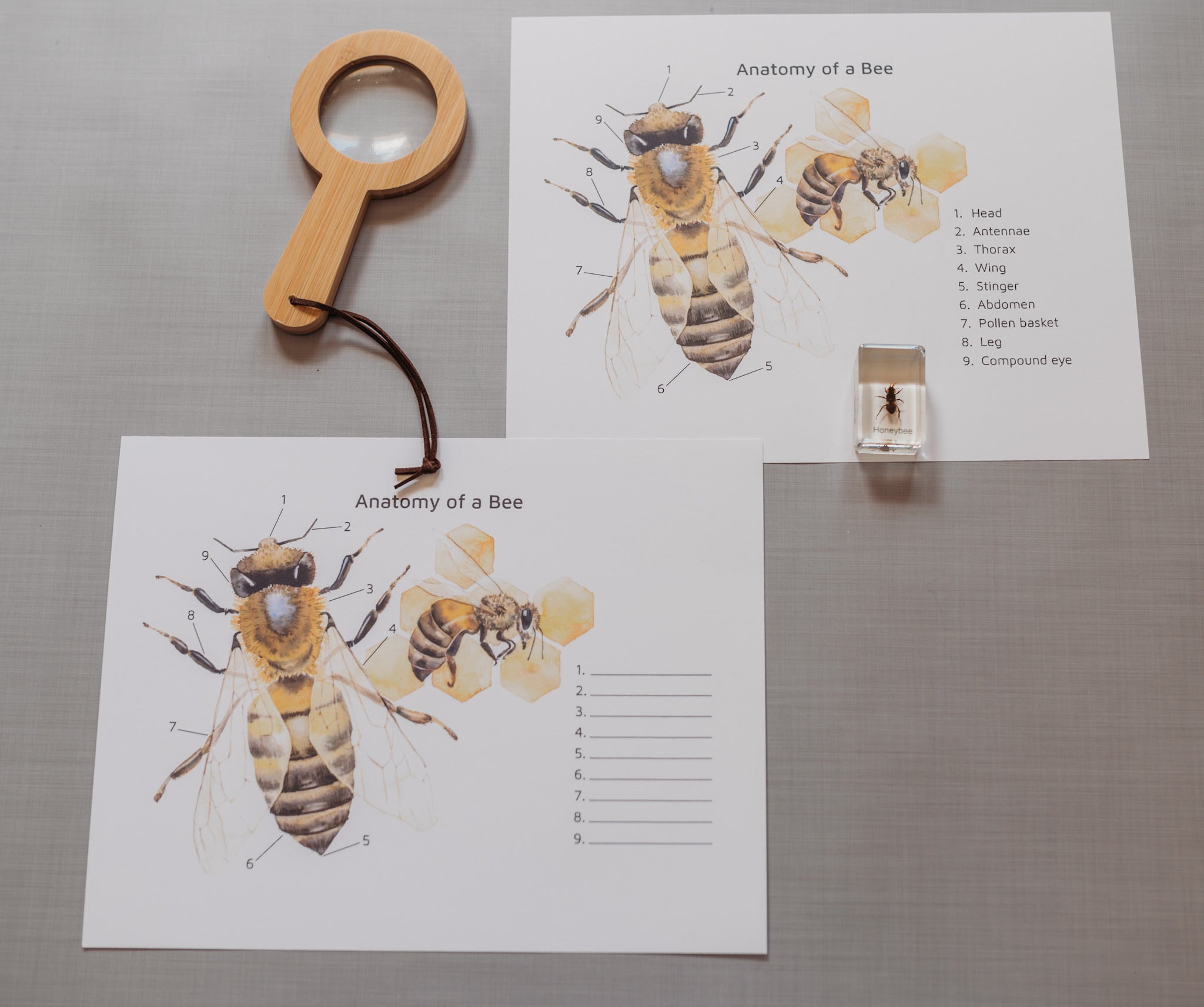 Bee Anatomy (PDF only)