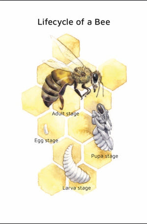Bee Lifecycle (pdf download only)