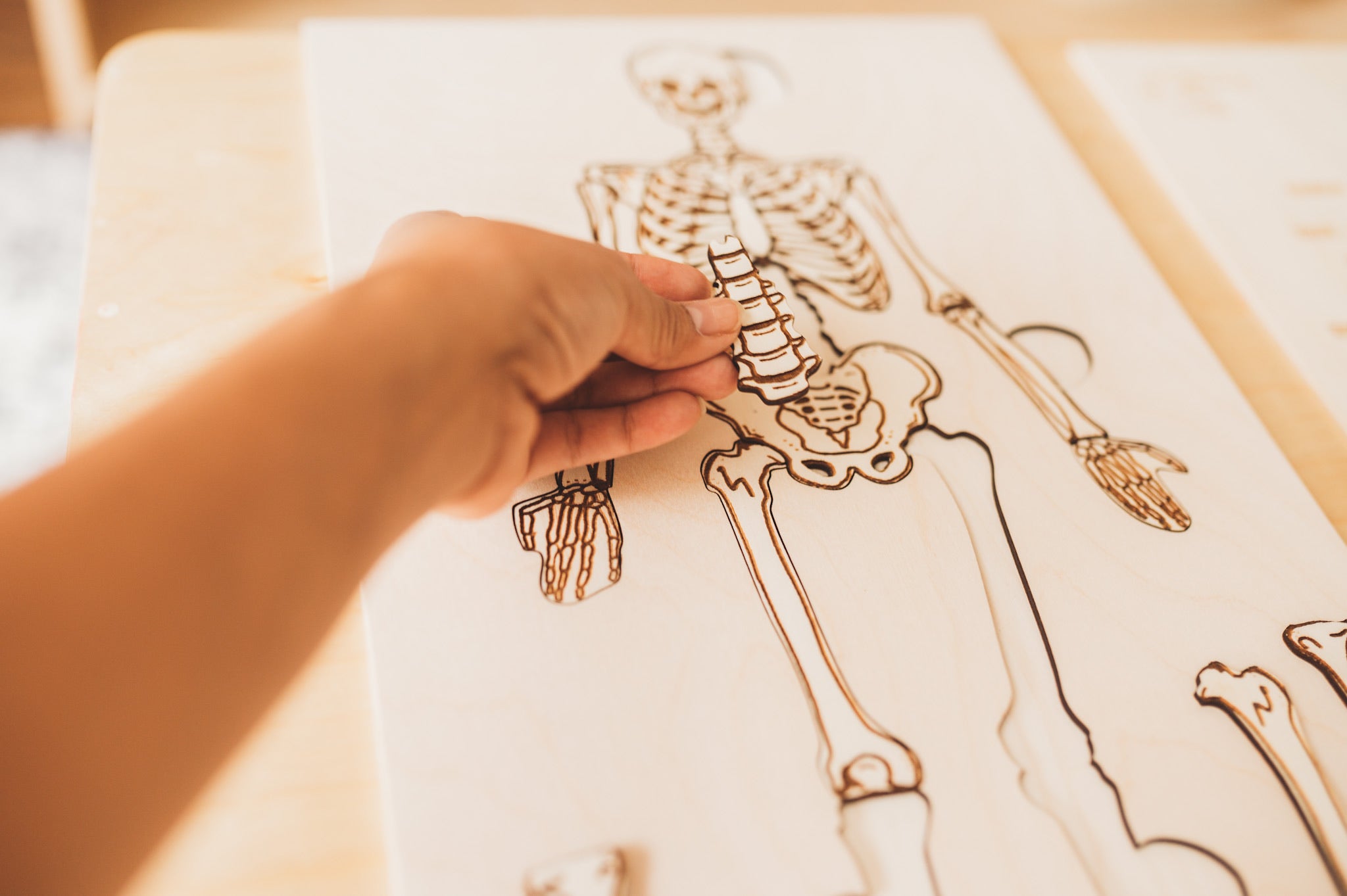 Anatomy of Skeletal System and Puzzle