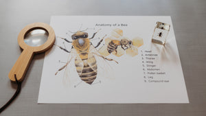 Bee Anatomy (PDF only)