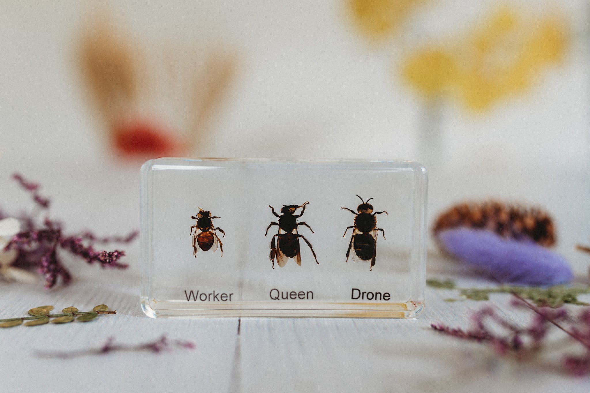 Individual Resin Bee Lifecycle Specimen (Free Shipping)
