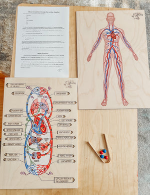 Circulatory System Wooden Anatomy
