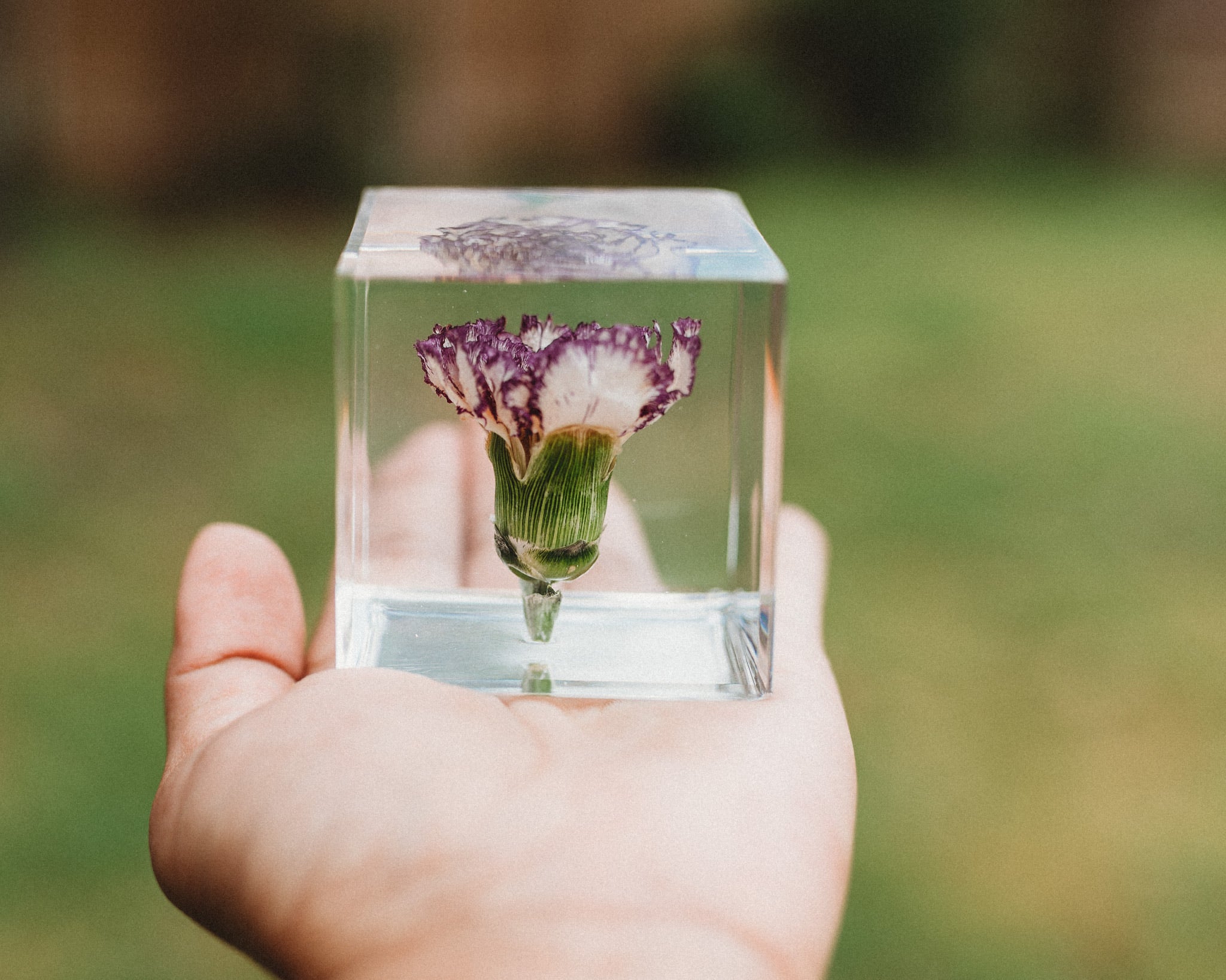 Carnation Cube (Free Shipping)