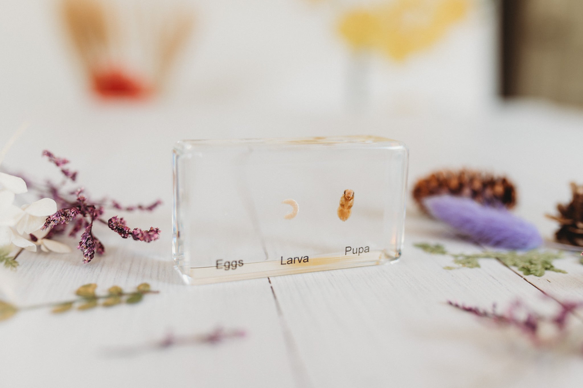 Individual Resin Bee Lifecycle Specimen (Free Shipping)