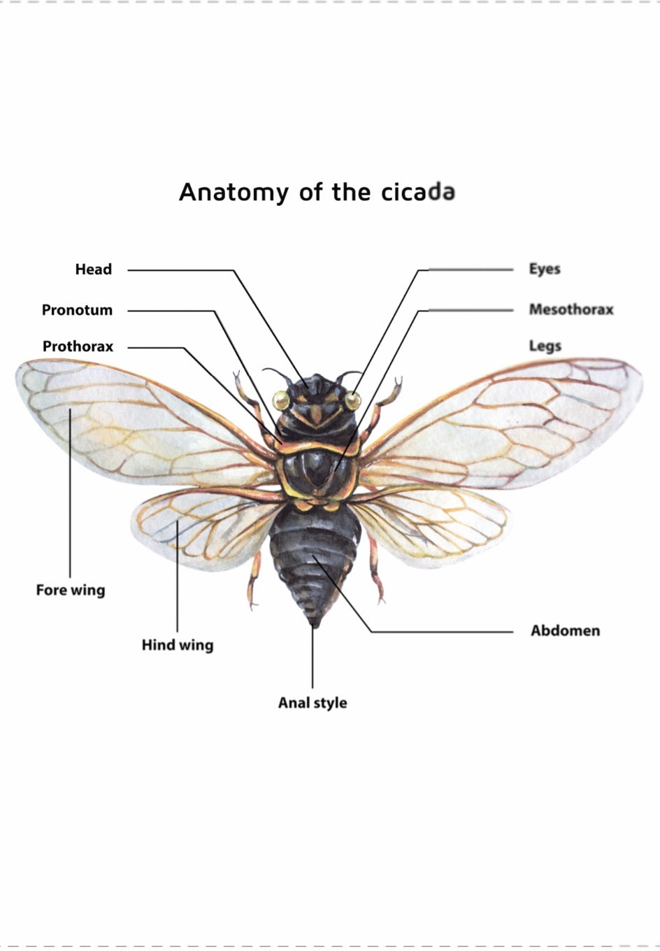Cicada, Mantis, Spider, and Snail Anatomy (PDF only)