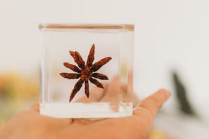 Star Anise Cone Cube (Free Shipping)