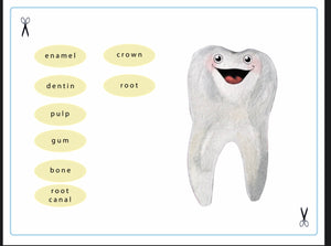 Tooth Structure  (PDF File only)