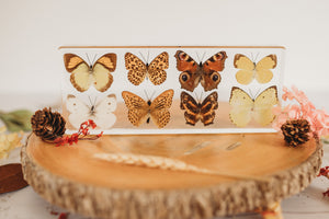 8 Butterfly Set (Free Shipping)