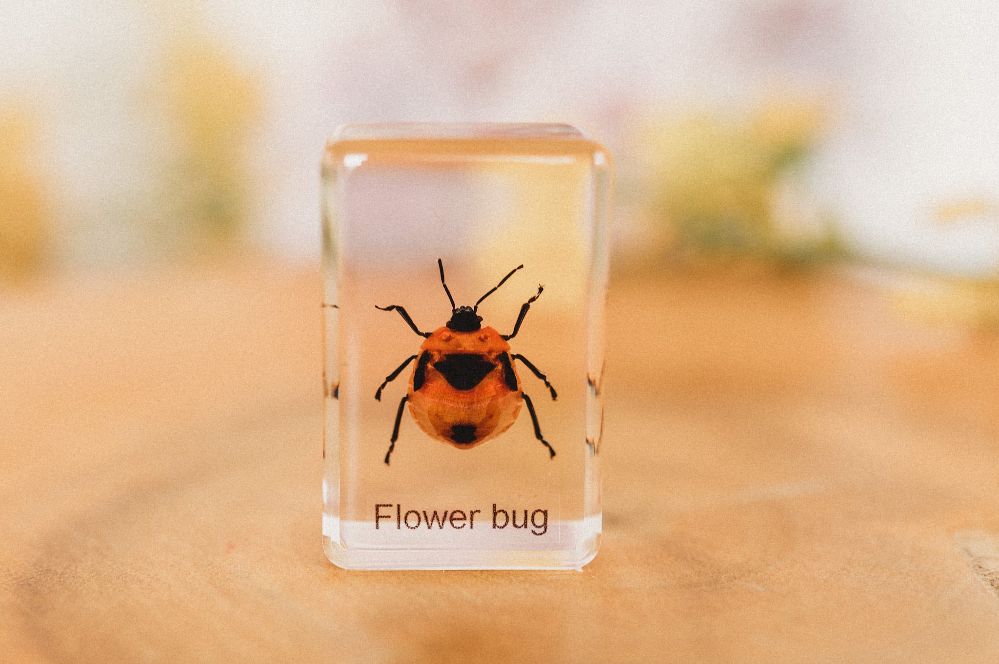 Flower Bug Specimen (Free Shipping)
