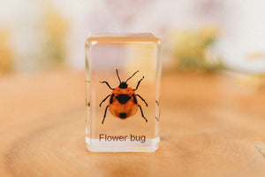 Flower Bug Specimen (Free Shipping)