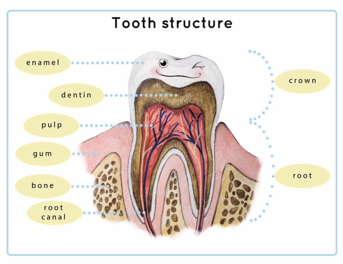 Tooth Structure  (PDF File only)