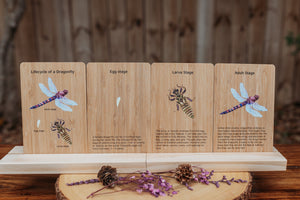 Bamboo Flash Card Dragonfly Lifecycle (Free Shipping)