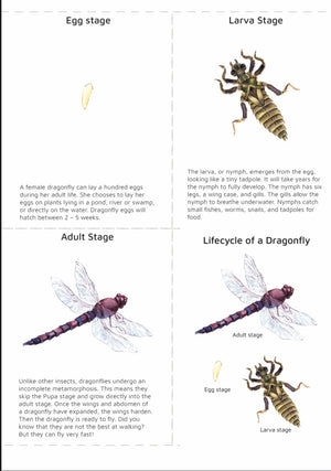 Dragonfly Lifecycle (pdf download only)