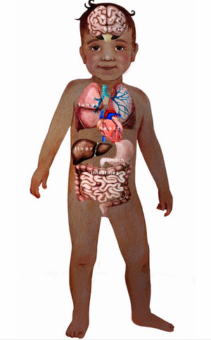 Human Anatomy  (PDF File only)