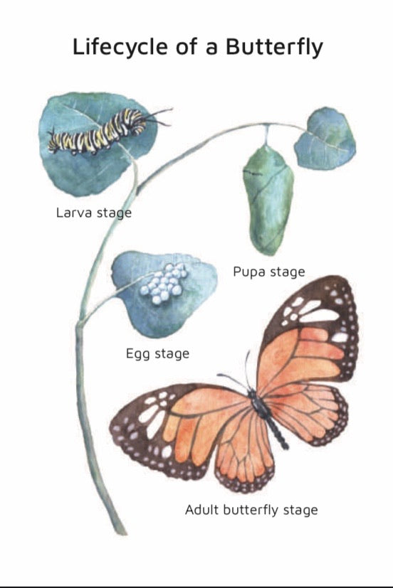 Butterfly Lifecycle (pdf download only)