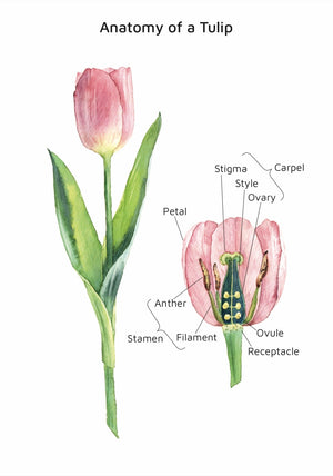 Plant and Flower Anatomy (PDF only)