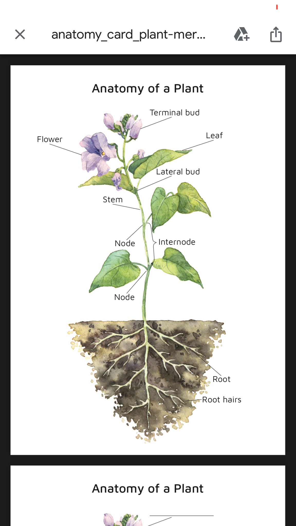 Plant and Flower Anatomy (PDF only)